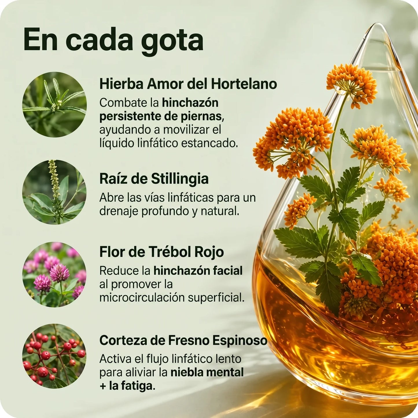 Gotas de apoyo para sentirte más liviana, activa y desinflamada